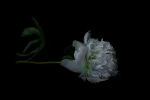 The Masters – Sole Peony